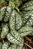 PULMONARIA PRETTY IN PINK