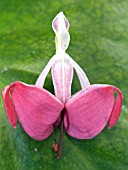 DICENTRA SPECTABILIS (LADY IN THE BATH) REVEALED