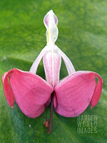 DICENTRA_SPECTABILIS_LADY_IN_THE_BATH_REVEALED