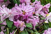 RHODODENDRON PONTICUM  PRAECOX