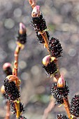 SALIX GRACILISTYLA MELANOSTACHYS