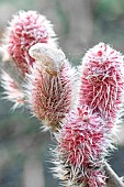 SALIX GRACILISTYLA MOUNT ASO