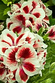 PELARGONIUM BELLADONNA ANGEL (FISOPA).