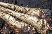 SLUG AND CARROT FLY DAMAGE ON PARSNIPS