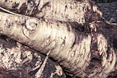 SLUG AND CARROT FLY DAMAGE ON PARSNIPS