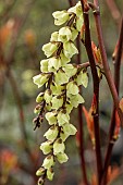 STACHYURUS CHINENSIS, CELINA