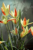 TULIPA TINKA