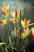 TULIPA TINKA