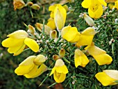 ULEX EUROPAEUS (GORSE)