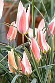 TULIPA CLAUSIANA LADY JANE