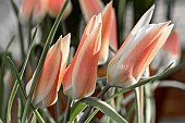 TULIPA CLAUSIANA LADY JANE