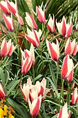 TULIPA CLUSIANA PEPPERMINTSTICK