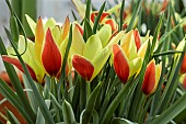 TULIPA CLUSIANA TACO