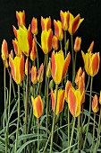 TULIPA CLUSIANA CHRYSANTHA,