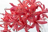 NERINE BOWDENII X SARNIEBSIS  CATHERINE