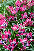 TULIPA HAGERI  LITTLE BEAUTY