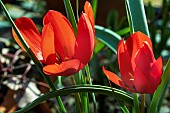 TULIPA WILSONII