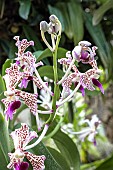 VANDA TRICOLOR  SAUVIS