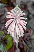 VELTHEIMIA BRACTEATA