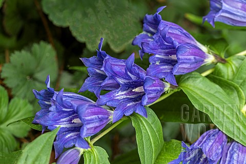 GENTIANA_ASCLEPIADEA