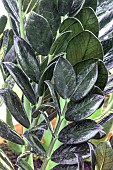 ZAMIOCULCAS ZAMIIFOLIA RAVEN