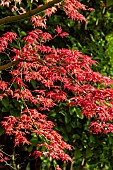 ACER PALMATUM SHISHIO IMPROVED