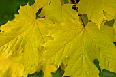 ACER PLATANOIDES PRINCESTON GOLD