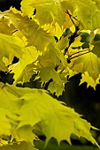 ACER PLATANOIDES PRINCESTON GOLD