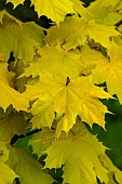 ACER PLATANOIDES PRINCESTON GOLD