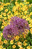 ALLIUM GEUM COMBINATION