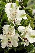 ALSTROEMERIA WHITE PEARLS