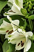 ALSTROEMERIA WHITE PEARLS