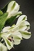 ALSTROEMERIA WHITE PEARLS