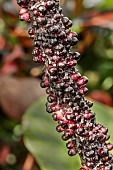 ANTHURIUM CRYSTALLINUM