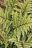 ATHYRIUM OTOPHORUM