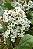 BERGENIA BRESSINGHAM WHITE