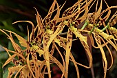 BRASSIA ORANGE DELIGHT