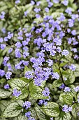 BRUNNERA MACROPHYLLA JACK FROST