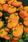 CALCEOLARIA CLAYNOPSIS ORANGE