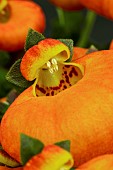 CALCEOLARIA CLAYNOPSIS ORANGE