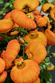 CALCEOLARIA CLAYNOPSIS ORANGE