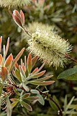 Callistemon pallidus