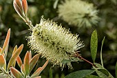 CALLISTEMON PALIDUS