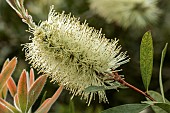 Callistemon pallidus