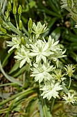 CAMASSIA LEICHTLINII SEMIPLENA