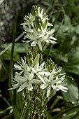 CAMASSIA LEICHTLINII ALBA (QUAMASH)