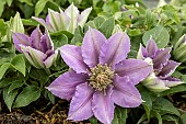 CLEMATIS BIJOU TUDOR PATIO (EVIPO030)