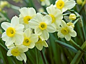 NARCISSUS TAZETTA MINNOW (DAFFODIL)