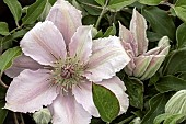 CLEMATIS FILIGREE TUDOR PATIO (EVIPO029)