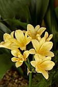 CLIVIA MINIATA CITRINA